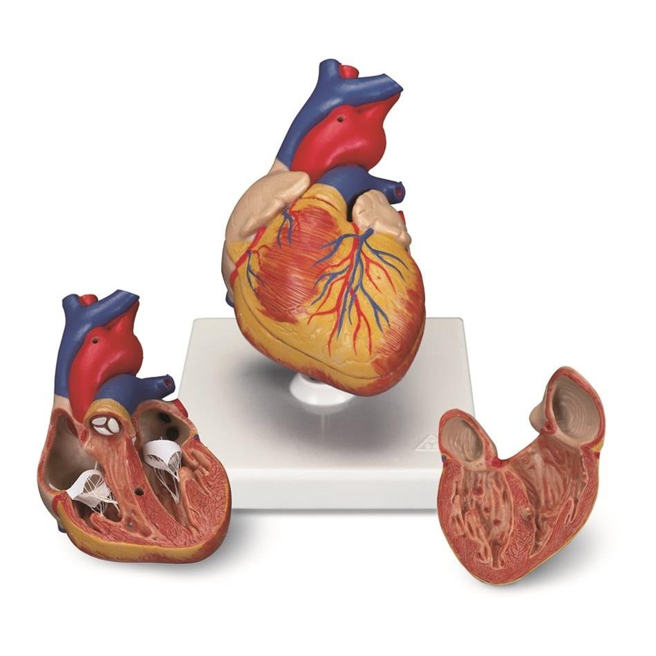 Produktfoto för Hjärta - Naturlig Storlek