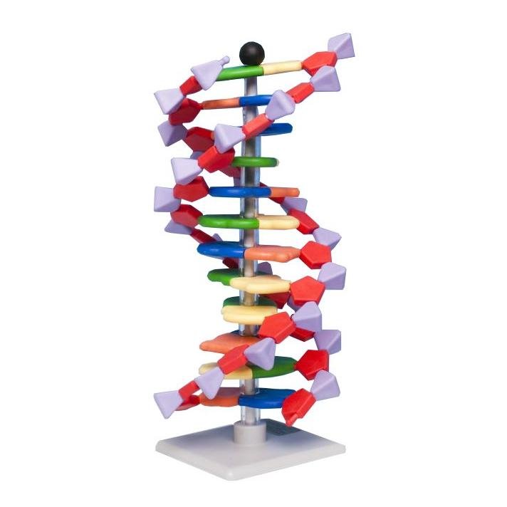 Alega DNA Modellsats – Elev