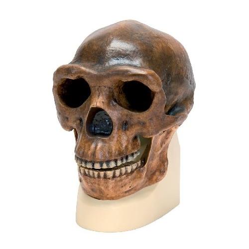 Homo Erectus (Pekingmänniskan) - Kraniumkopia